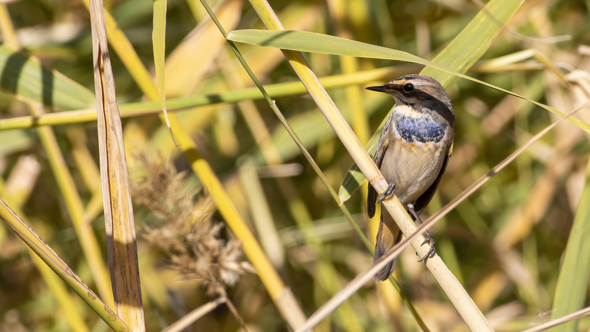 Bluethroat